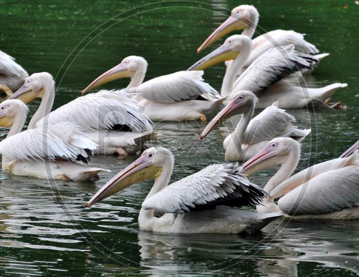 A squadron of rosy pelicans catching fish in an enclosure at a Assam State Zoo cum Botanical Garden in Guwahati, Assam on July 04, 2020