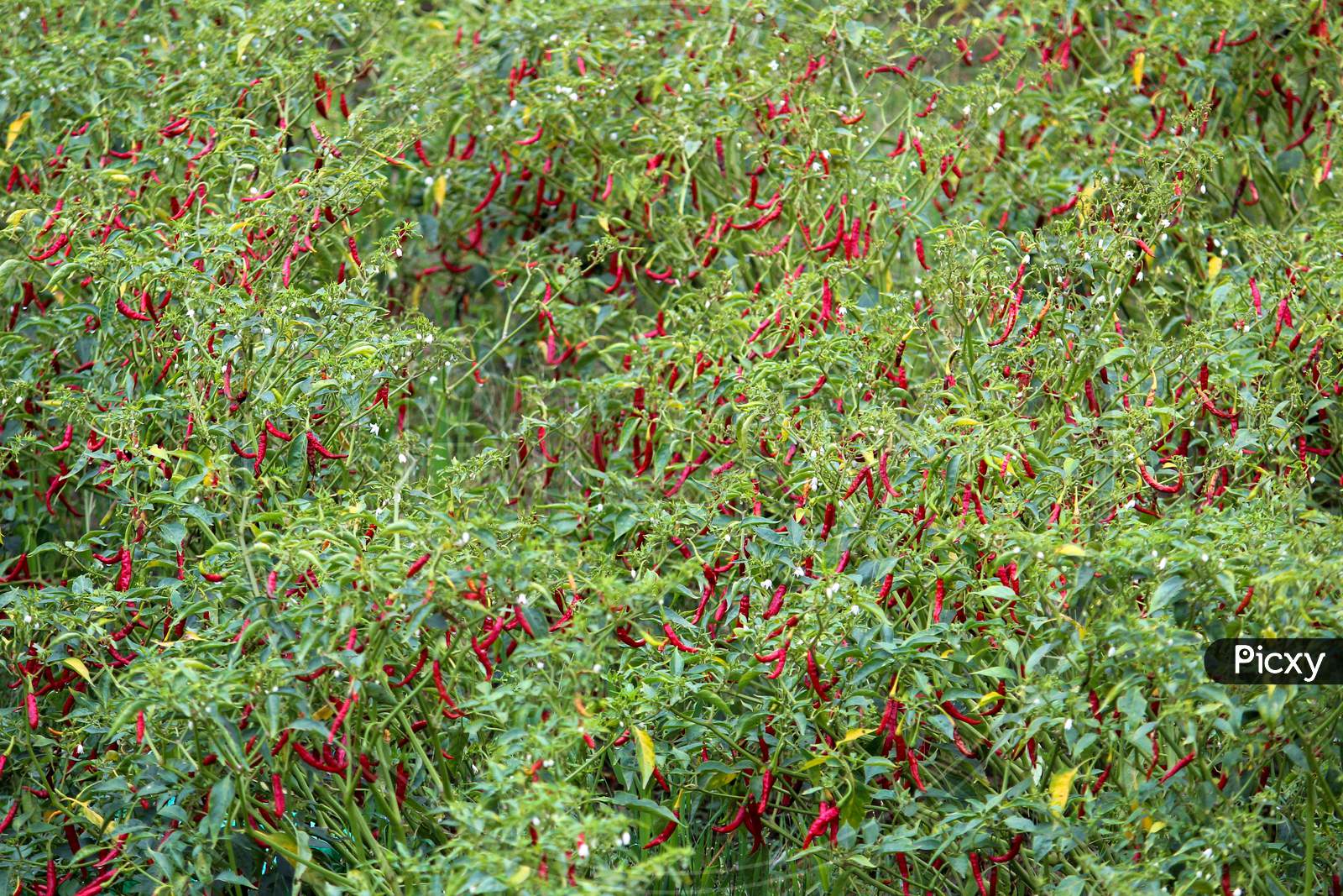 Red Chilli Fields With Red Chilli Hanging From Chilli Plants