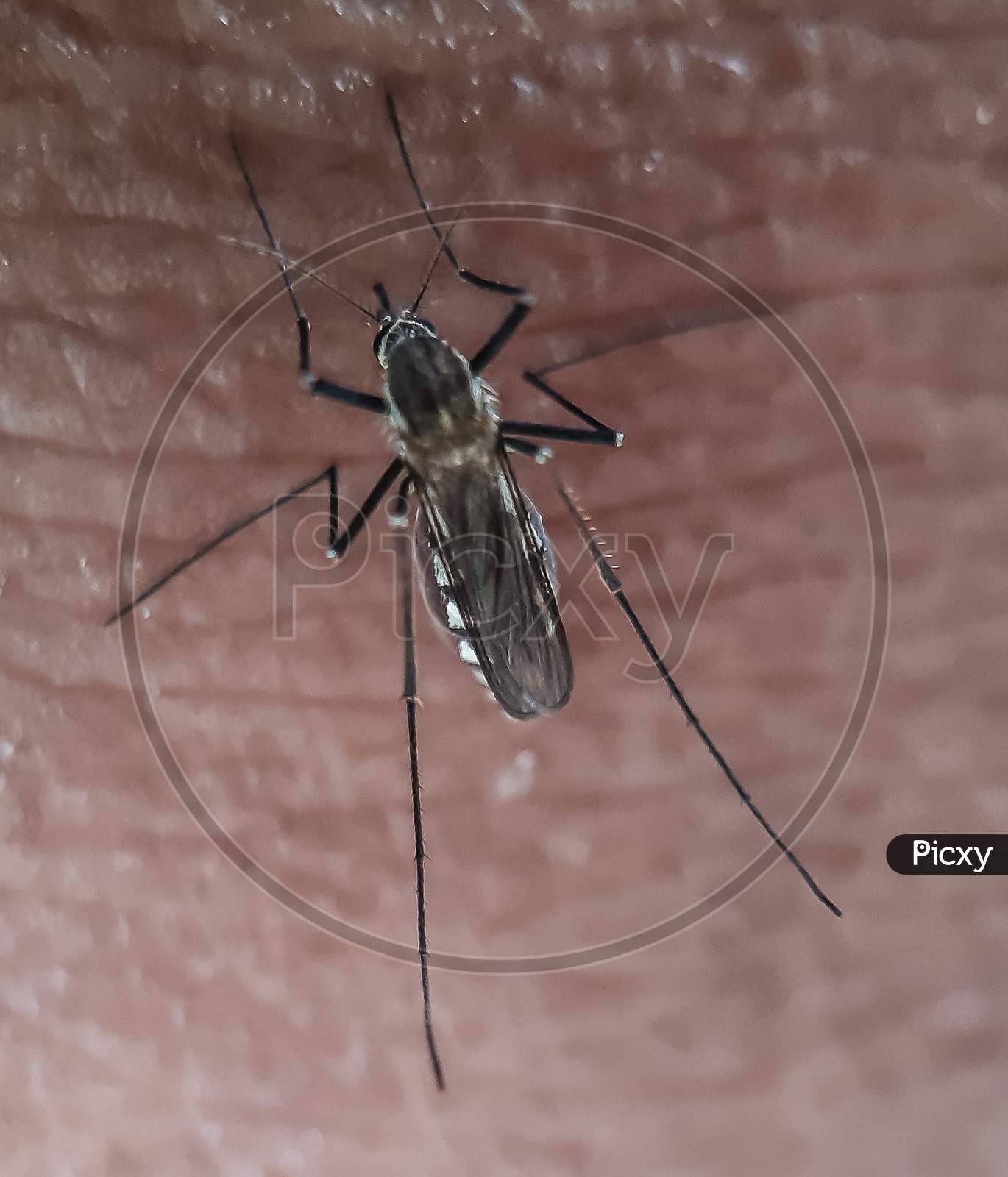 Mosquitoes Are Parasitic Animals, So Mosquitoes Depend On Others To Survive.