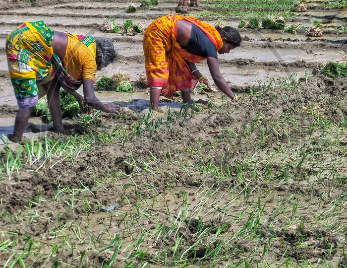 Onion Seedlings being sown by women farmworker