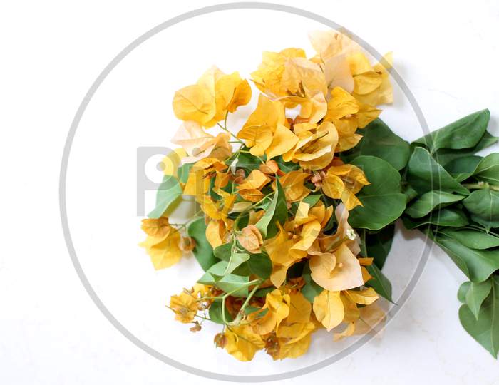 yellow bougainvillea flower background