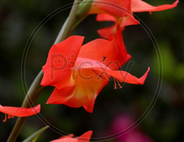 Close Up Shot Of Orange Gladiola Flower.