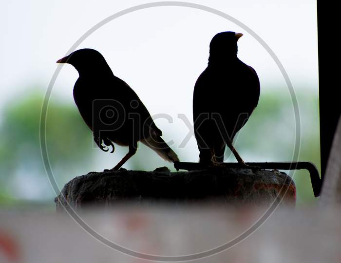 Birds with black Shadow