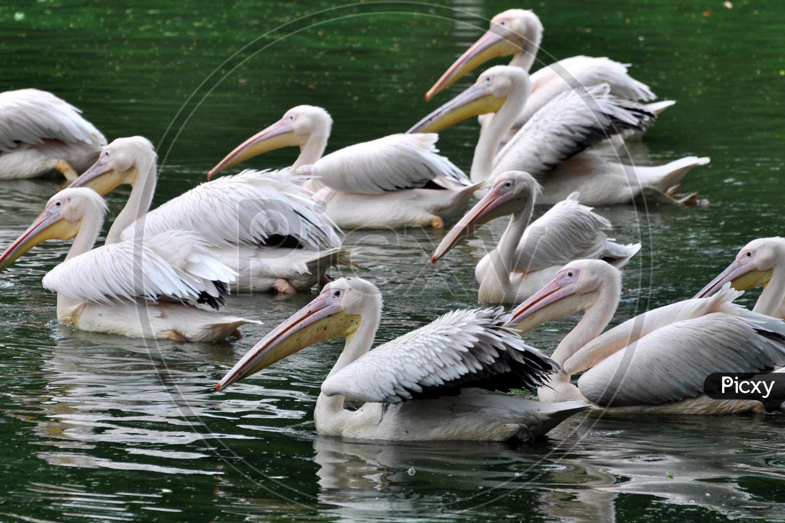 A squadron of rosy pelicans catching fish in an enclosure at a Assam State Zoo cum Botanical Garden in Guwahati, Assam on July 04, 2020