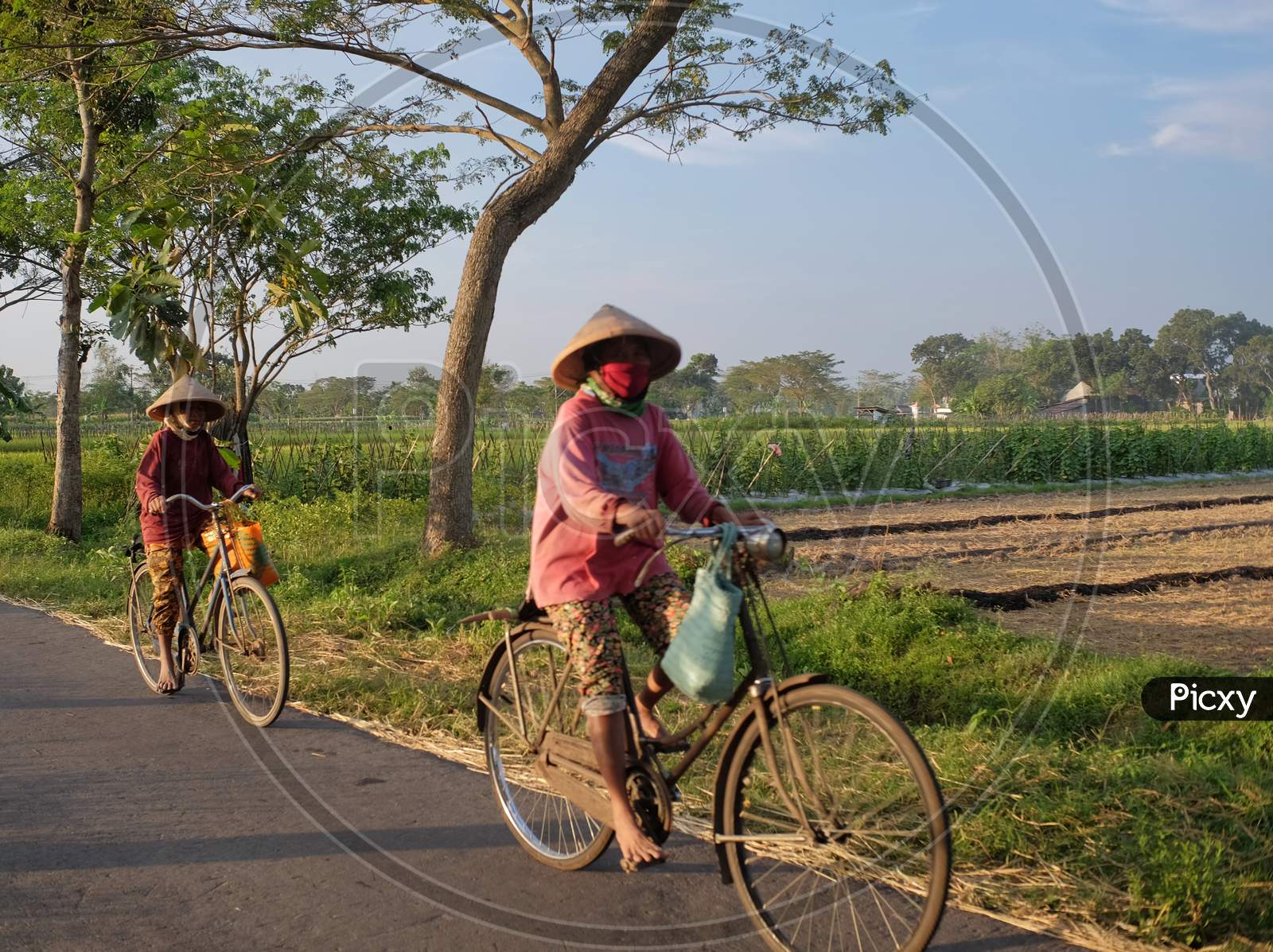 Farmers ride antique bicycles on village roads