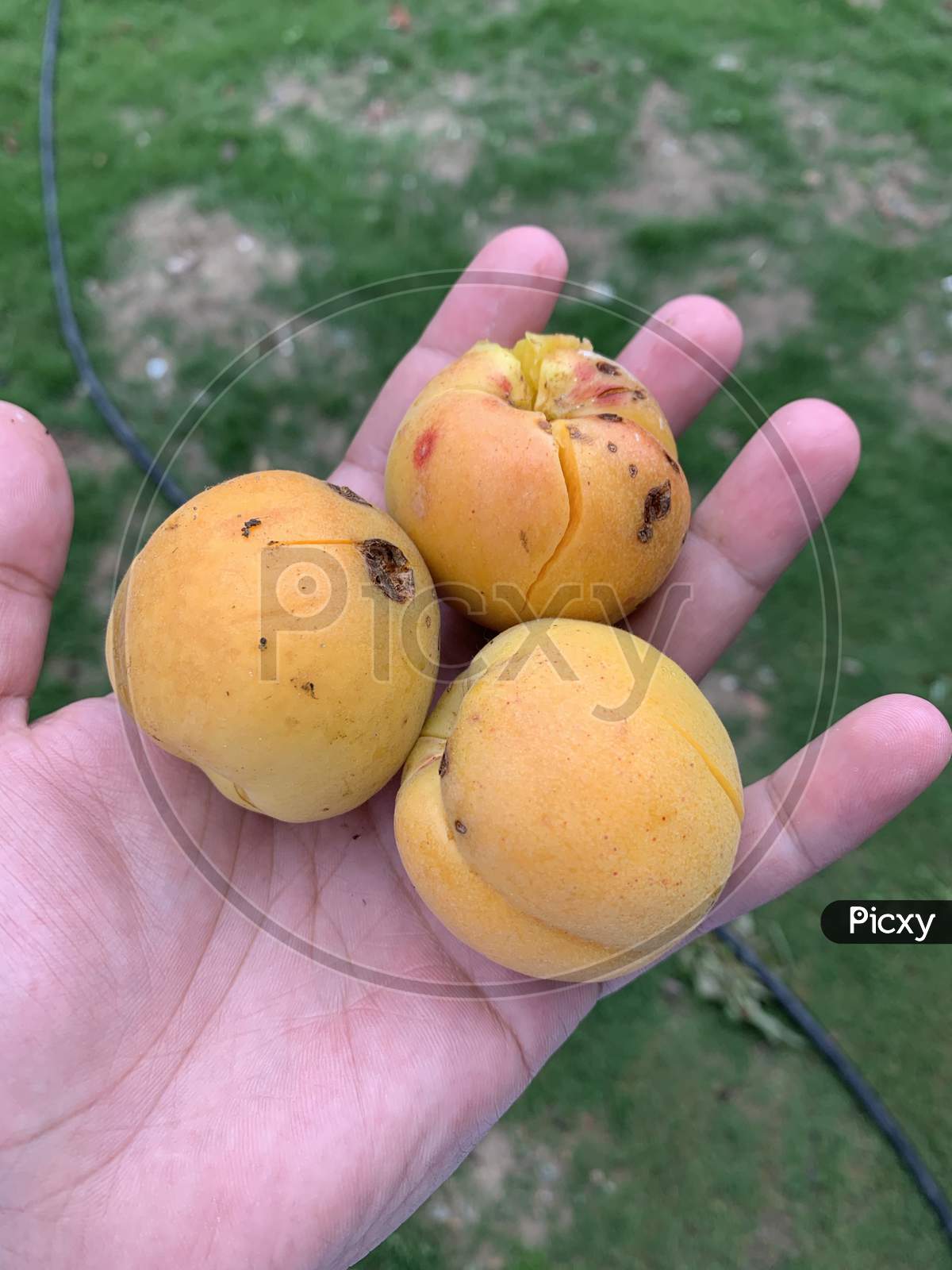 Three Apricots In The Male Hand