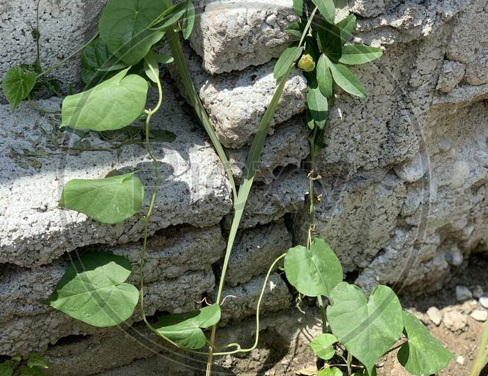 Ivy Plant Covering The Outside Wall Of The Building