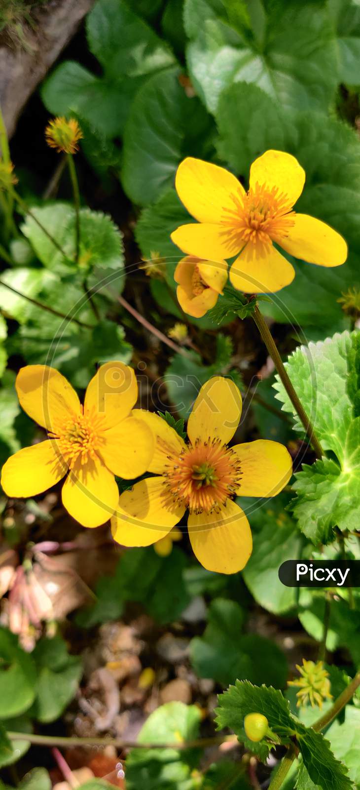 yellow flower bunch
