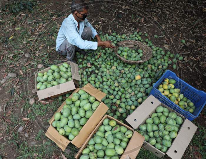 A farmer sorts his harvest of mangoes into different boxes on a farm in Jammu on July 05, 2020