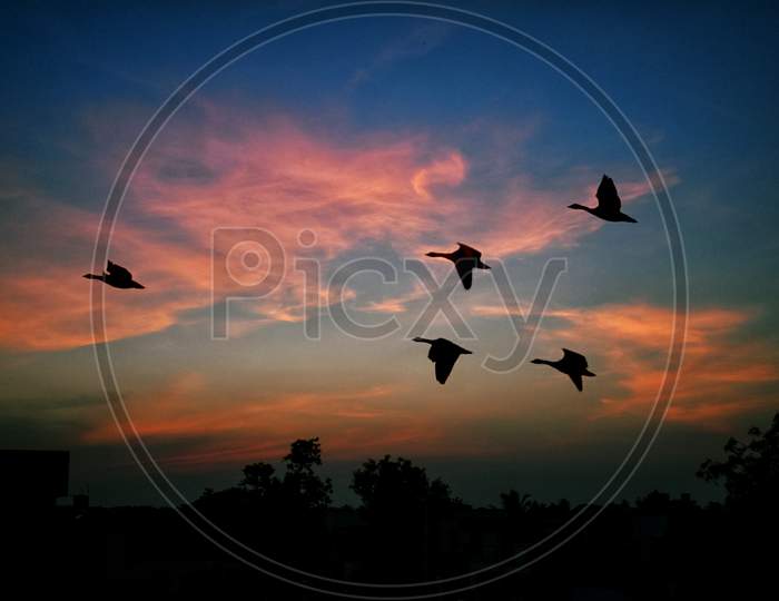 Birds flying in the sky , red and blue sky . a silhouette image of birds with sky and clouds