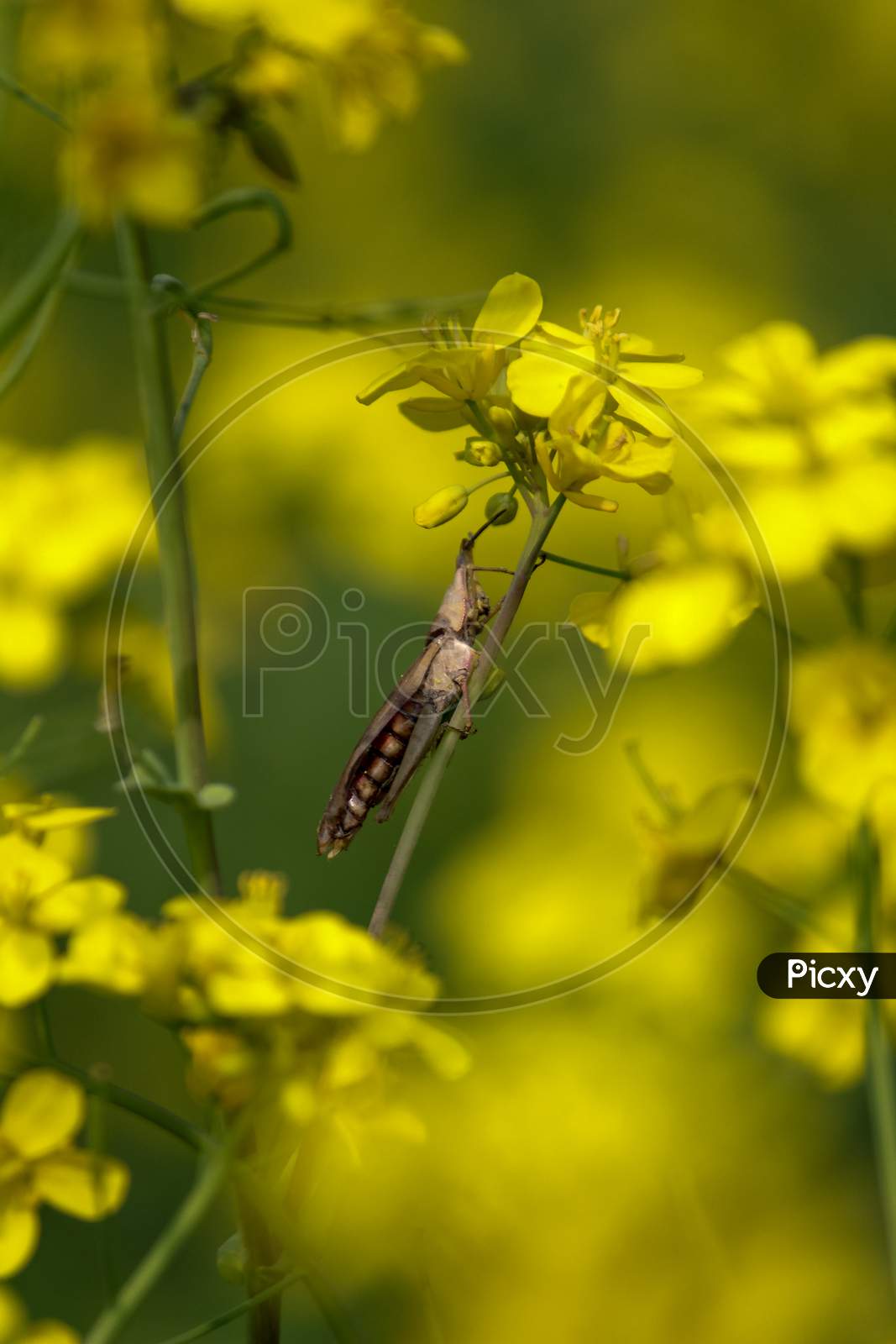Grasshopper Siting On Stick Of Yellow Mustard Flower in Mustard Field