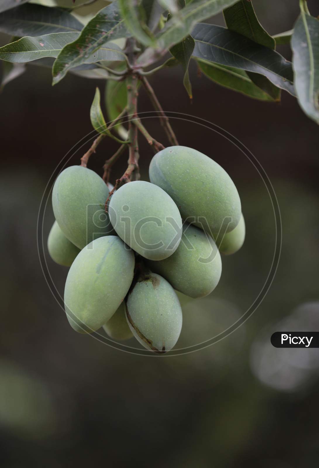 Mangoes hanging from a tree in a farm on the outskirts of Jammu on July 05, 2020
