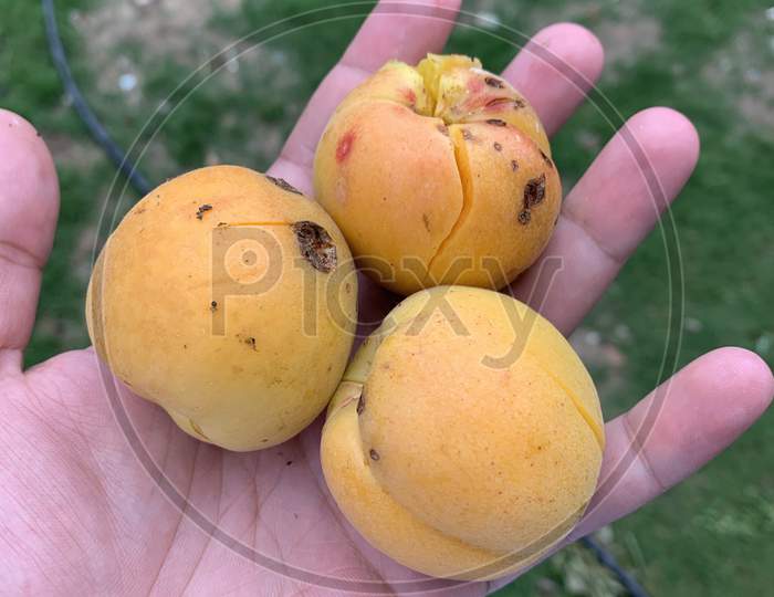 Three Apricots In The Male Hand