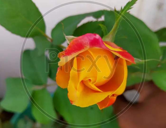 Rose yellow flowers