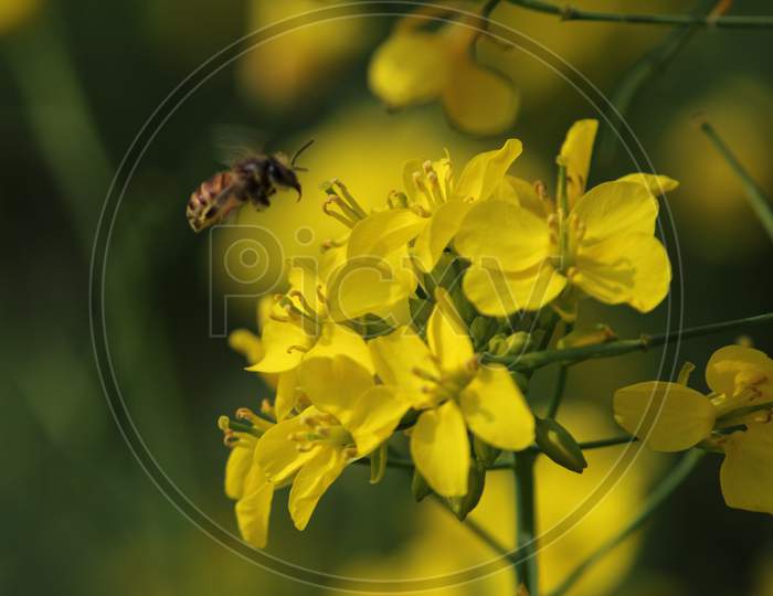 Bee On Mustard Flower In Mustard Field