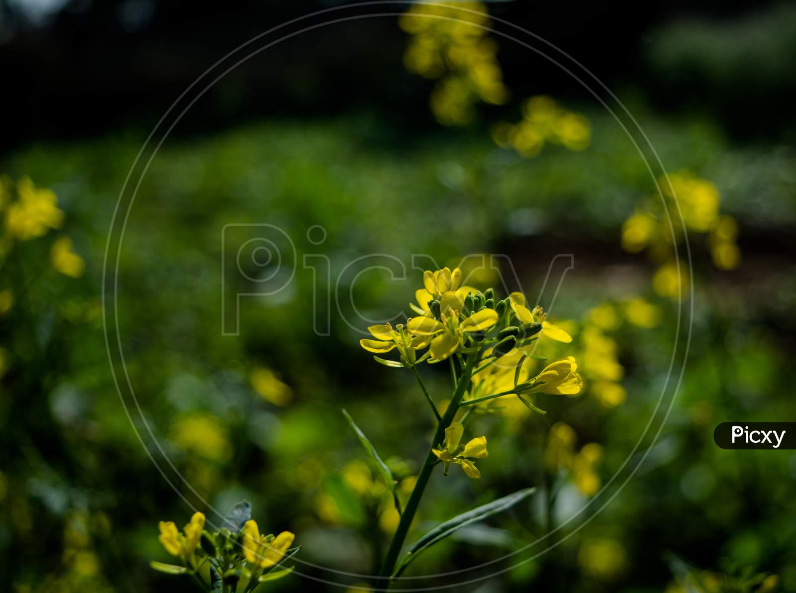 The Mustard Flower Or Plant Is A Plant Species In The Genera Brassica And Sinapis In The Family Brassicaceae.