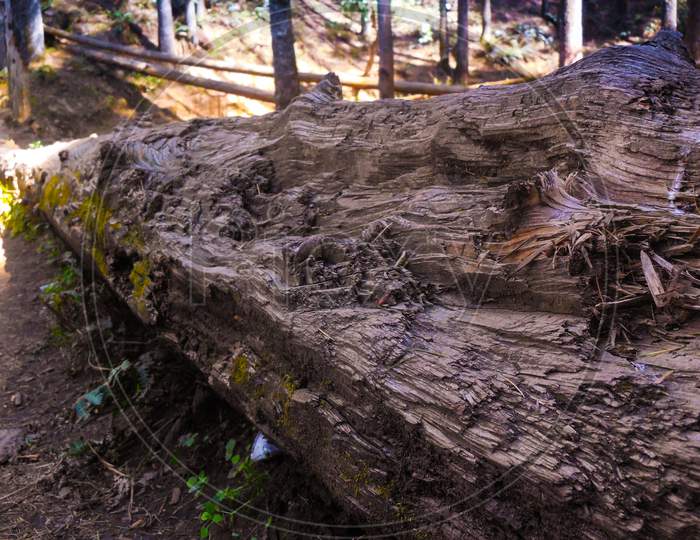 wooden trunk fallen on the ground