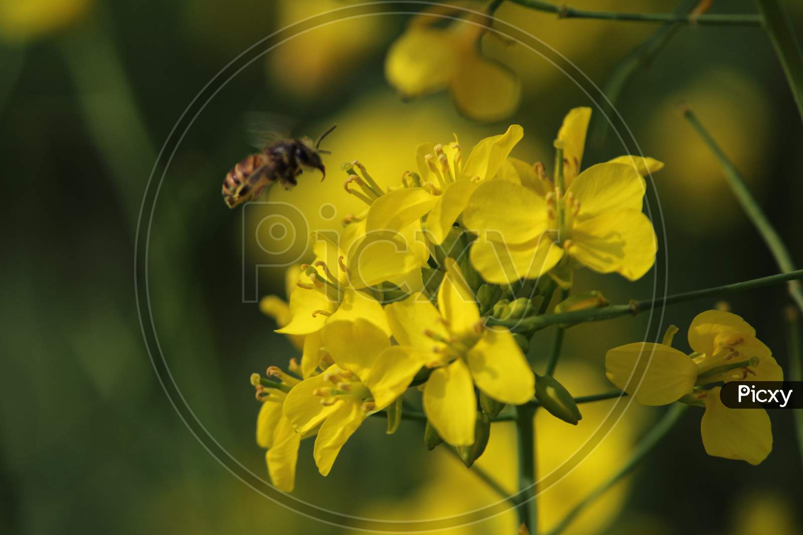 Bee On Mustard Flower In Mustard Field