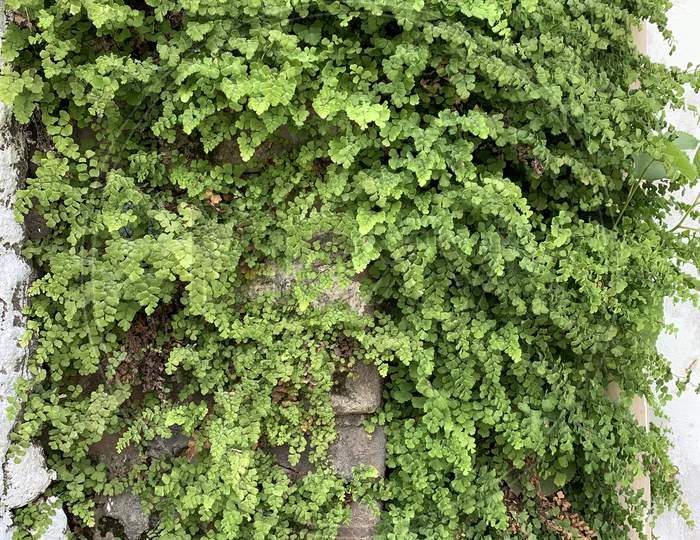 Ivy Plant Covering The Outside Wall Of The Building