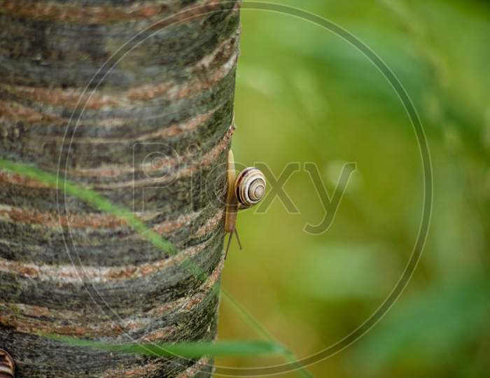 A Closeup Shot Of A Snail Crawling On A Tree Trunk