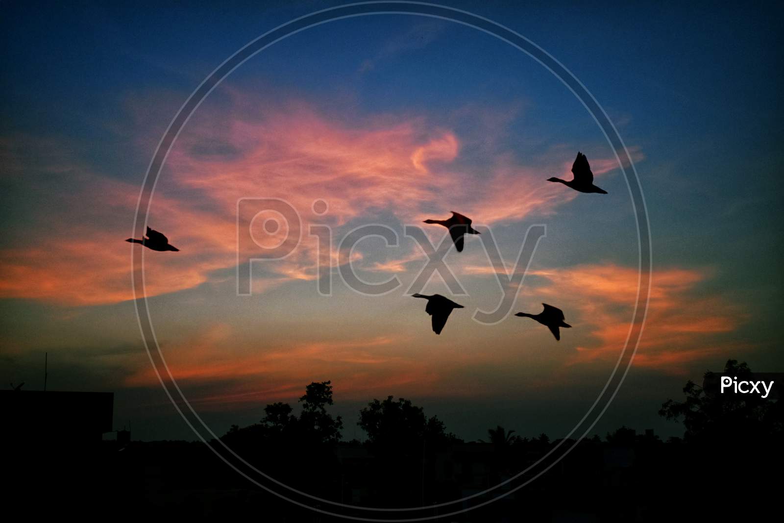 Birds flying in the sky , red and blue sky . a silhouette image of birds with sky and clouds