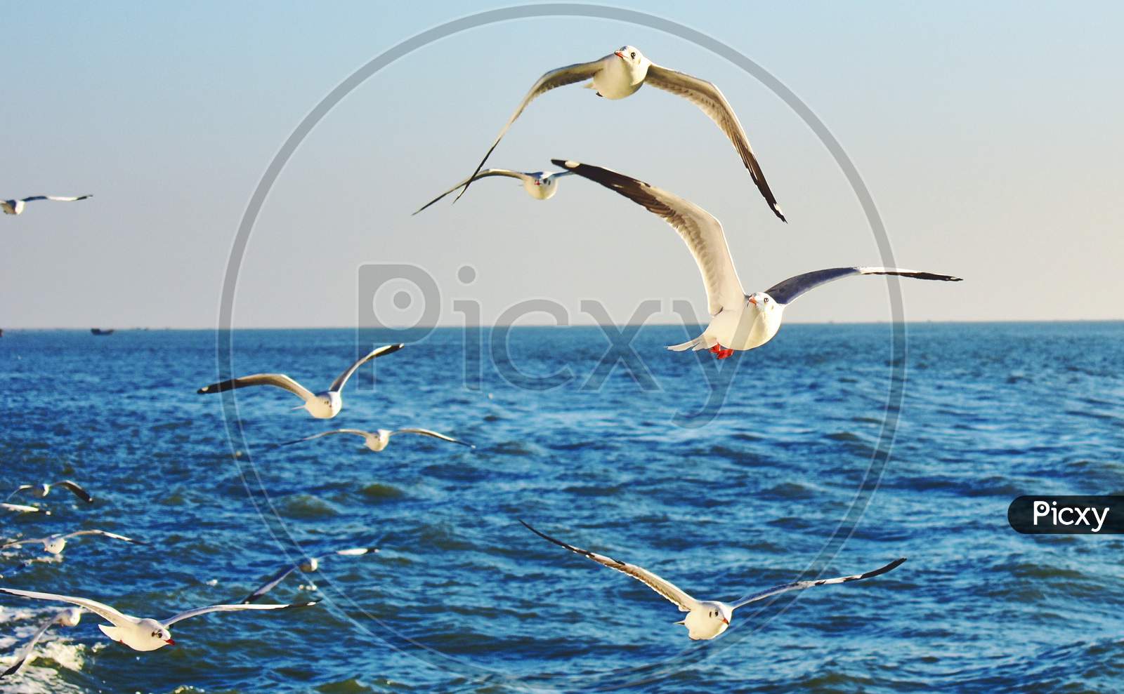 Seagull Flying away.