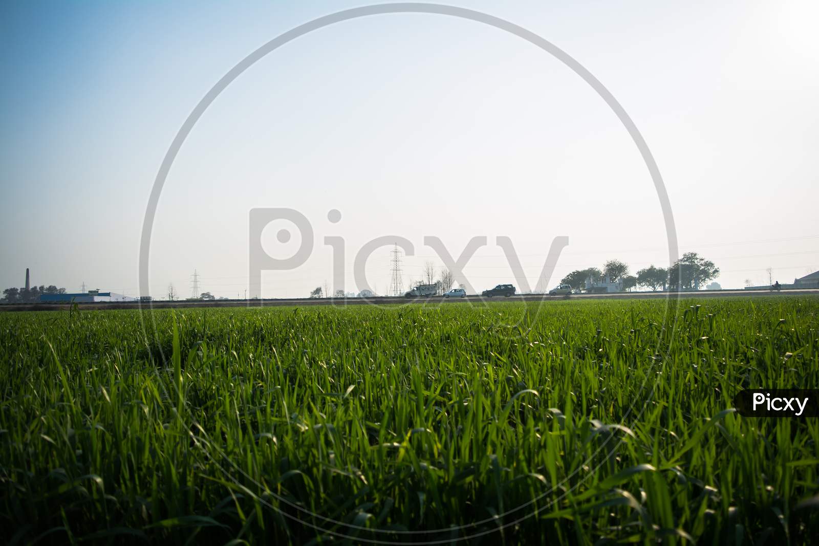 Field Of Young Wheat, Green Wheat Field With Clouds In India, Agricultural Field Landscape