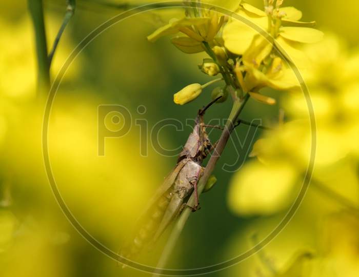 Grasshopper Siting On Stick Of Yellow Mustard Flower in Mustard Field