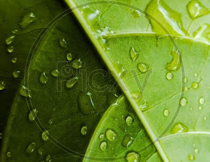 Water Drops Are Falling On The Green Leaves And The Light Is Being Reflected.