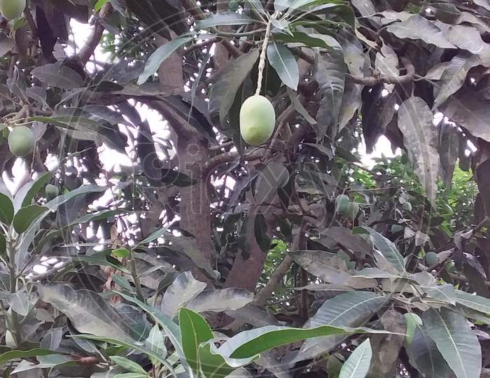 Mango tree A Fruit Tree From Uttar Pradesh North India