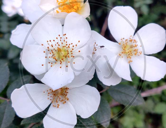 white flower bunch