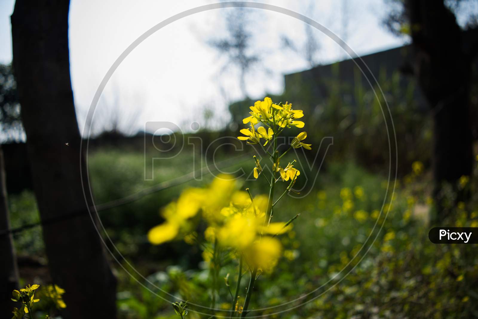 The Mustard Flower Or Plant Is A Plant Species In The Genera Brassica And Sinapis In The Family Brassicaceae.