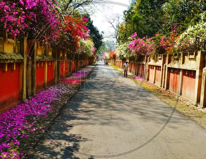 All about Bougainville flowers. Fall this flowers in side the road.
