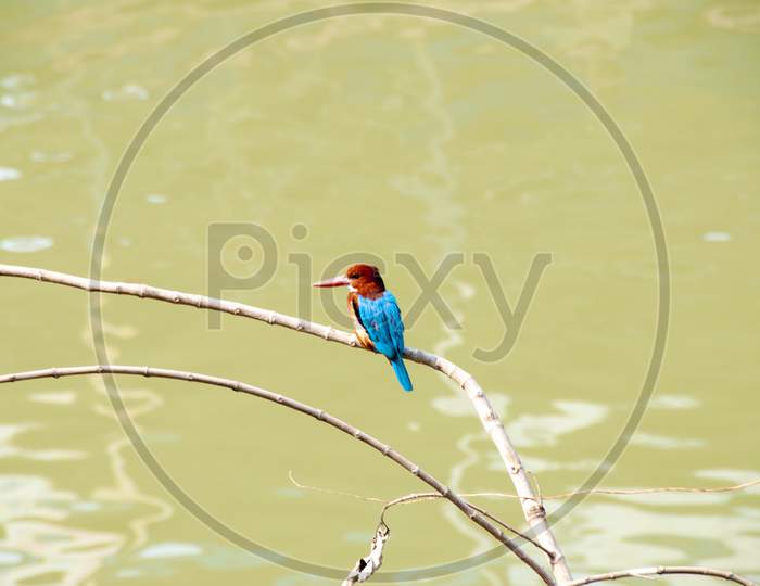 Kingfishers Or Alcedinidae Are A Family Of Small To Medium-Sized, Brightly Colored Birds In The Order Coraciiformes