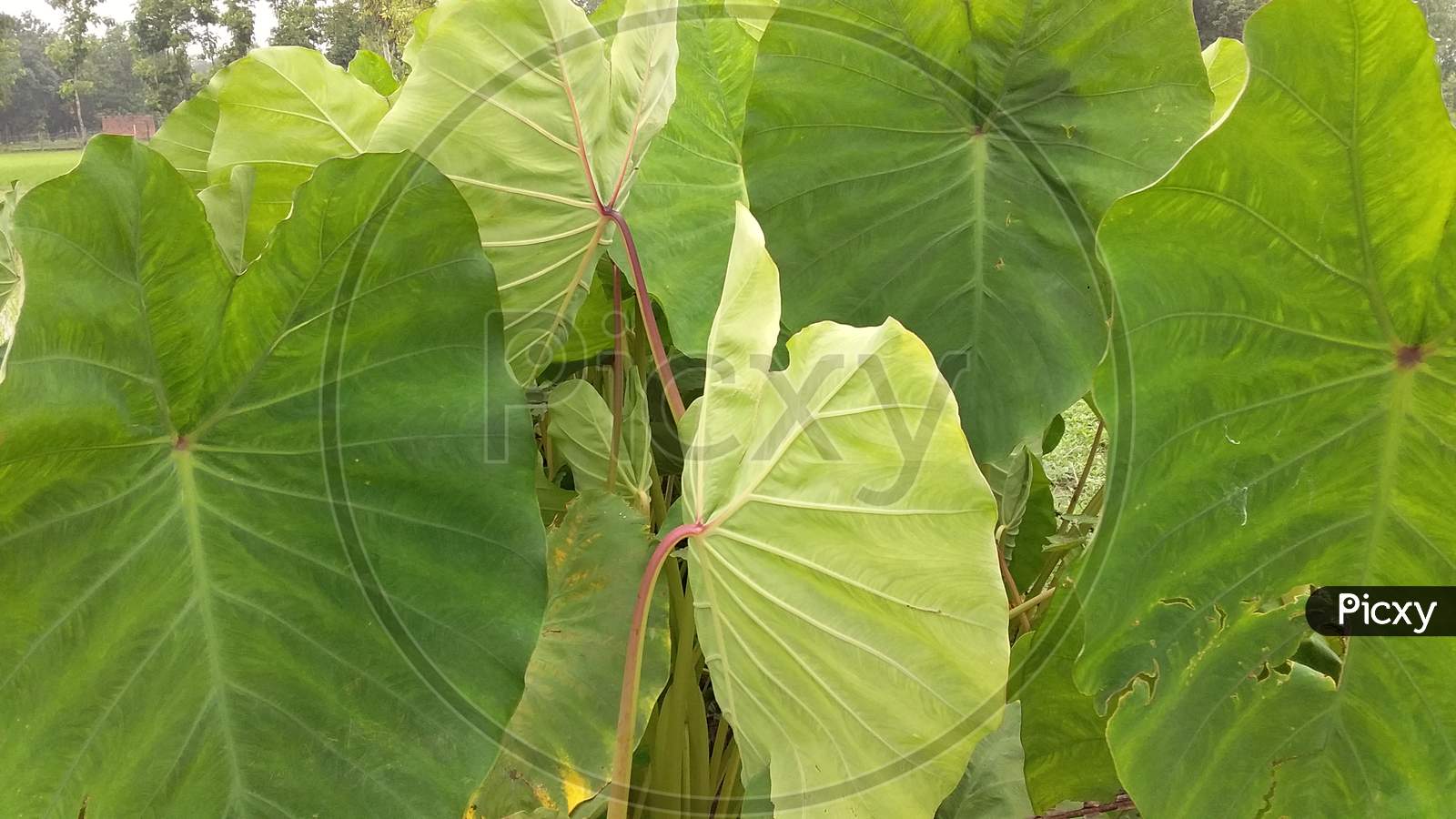 Plant Flower Herbaceous plant Milkweed Leaf From Uttar Pradesh North India