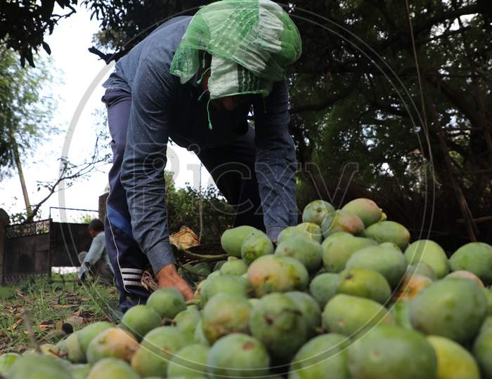 A farmer inspecting his harvest of mangoes on the outskirts of Jammu on July 5 2020