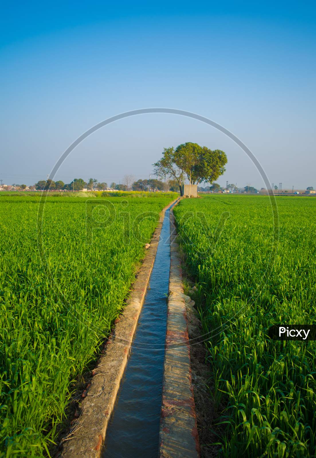 Field Of Young Wheat, Agricultural Irrigation System Watering A Green Wheat Field In India.