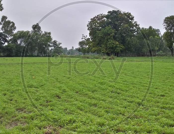 Grassland green grass and Tree Agriculture Farm