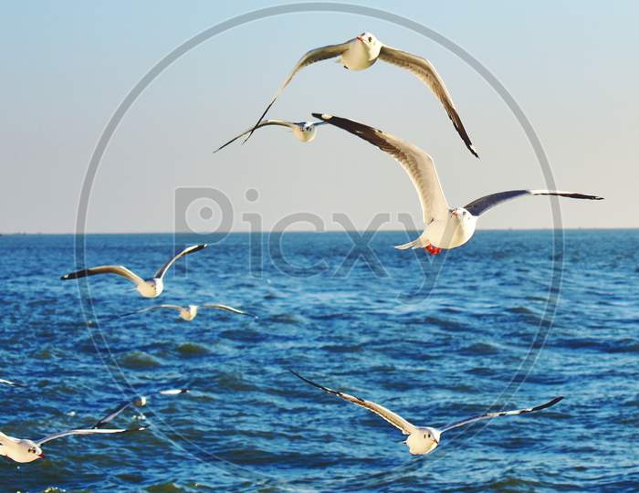 Seagull Flying away.
