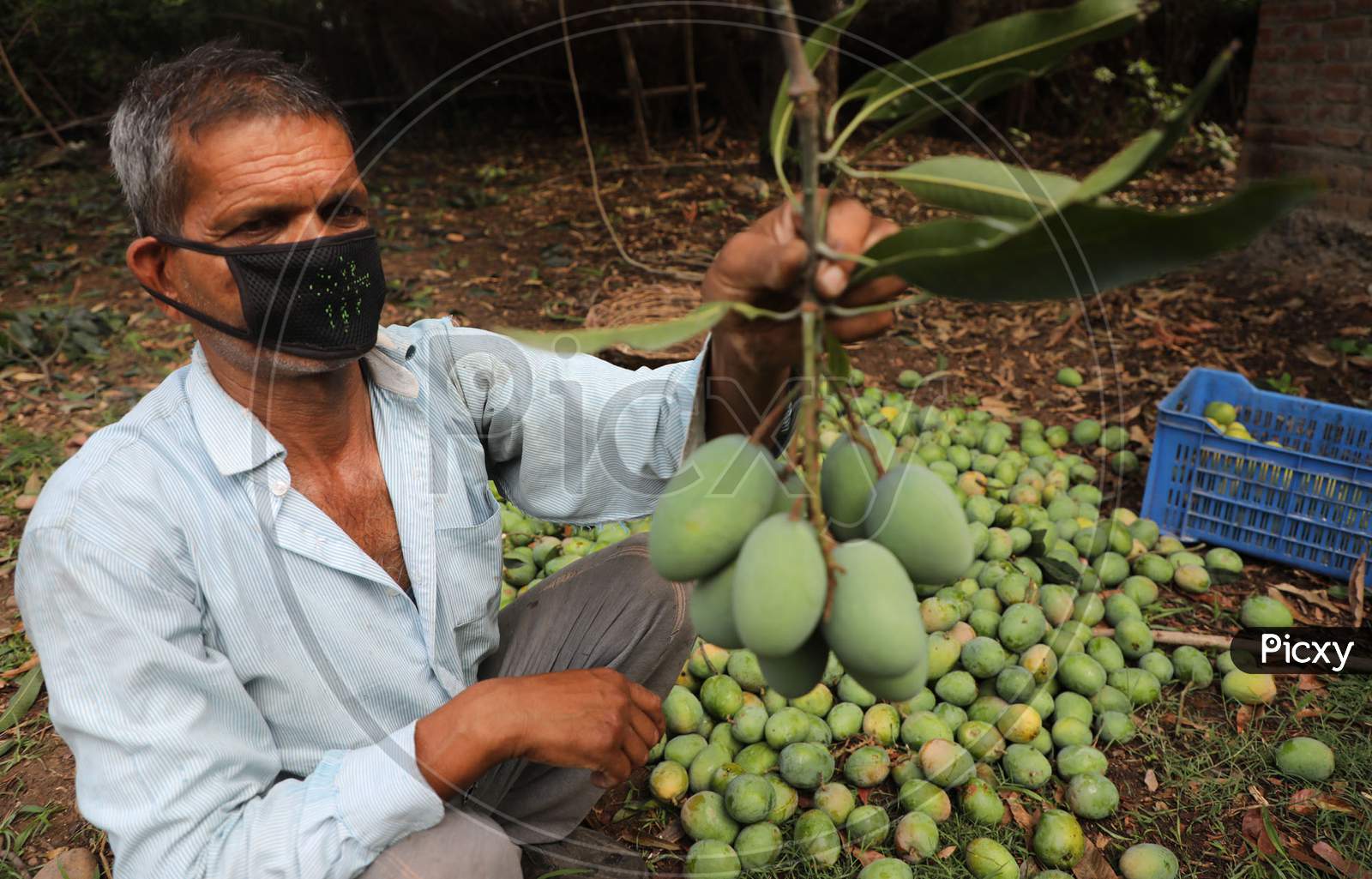 A farmer holds his harvest of mangoes in a farm on the outskirts of Jammu on July 05, 2020