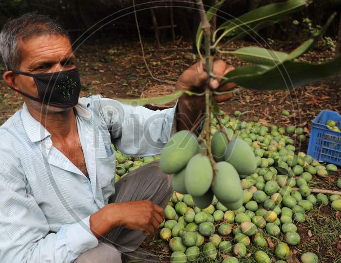 A farmer holds his harvest of mangoes in a farm on the outskirts of Jammu on July 05, 2020