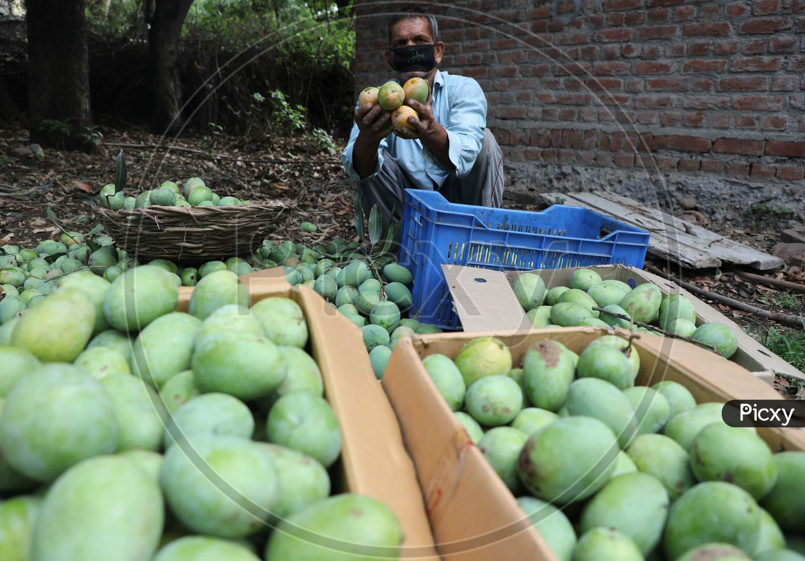 A farmer sorts his harvest of mangoes into different boxes on a farm in Jammu on July 05, 2020