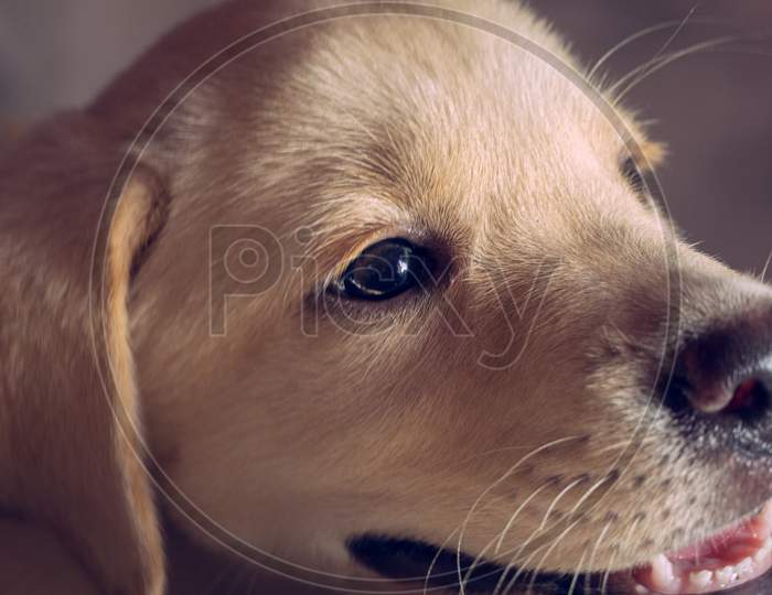 Cute and adorable golden Labrador puppy