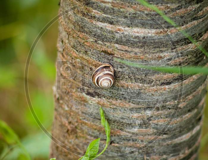 A Closeup Shot Of A Snail Crawling On A Tree Trunk