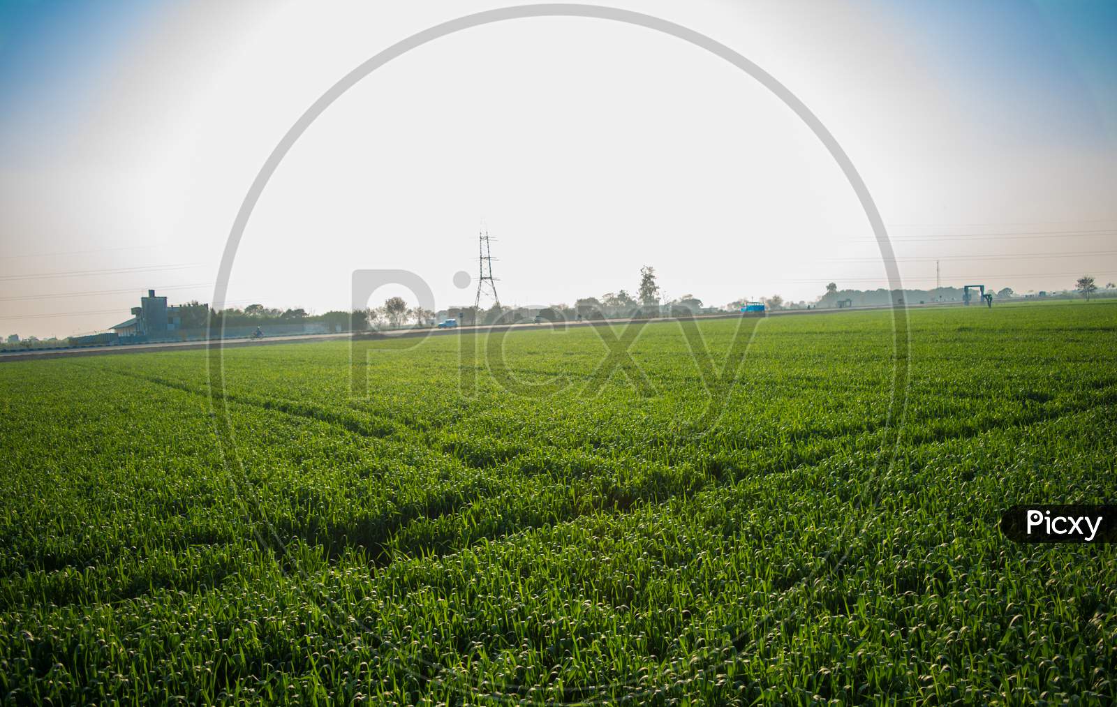 Field Of Young Wheat, Green Wheat Field With Clouds In India, Agricultural Field Landscape
