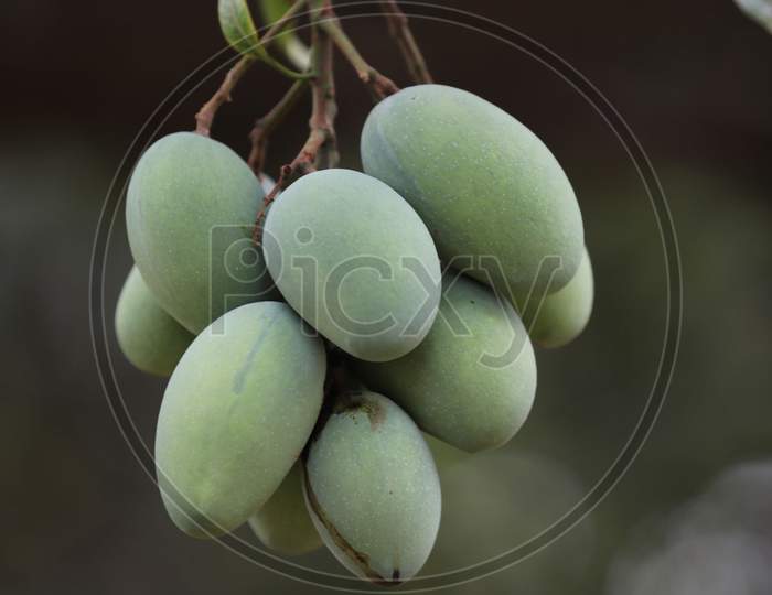 Mangoes hanging from a tree in a farm on the outskirts of Jammu on July 05, 2020