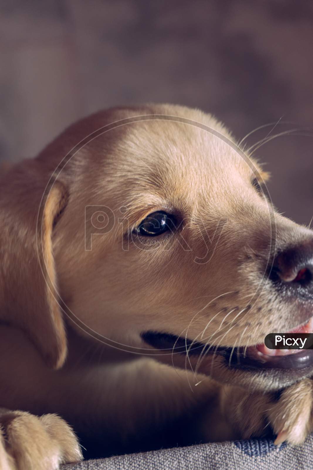 Cute and adorable golden Labrador puppy