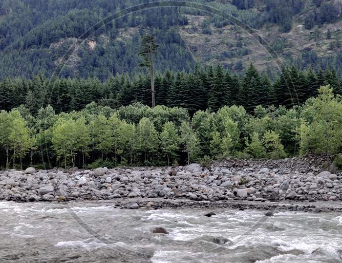 River Beas and pine tree forest