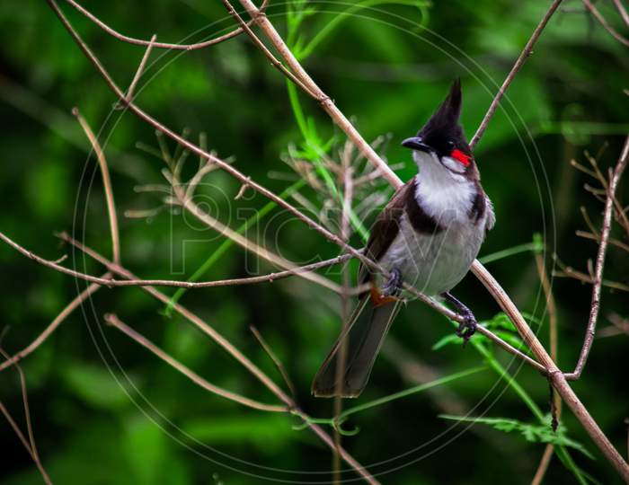 The red-whiskered bulbul,