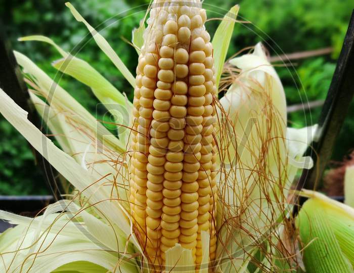 Corn I Corn outer cover removed I bhutta aadha chchila